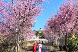 2018年大叻泉林樱花节将于1月底举行