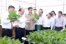 政府总理阮春福探访林同省绿色蔬菜生产模式