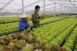 越南绿色蔬菜种植技术征服新加坡市场