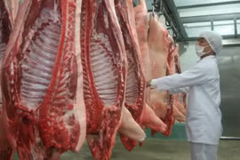 越南暂时停止进口波兰和匈牙利的猪肉