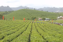 2018年第三次木州茶叶节有助于打造木州名茶品牌 