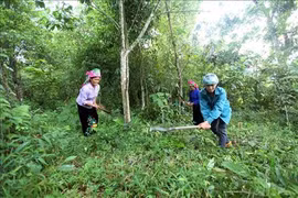 越南莱州省可持续减贫工作成效显著