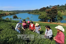 农业旅游 ——大叻市新鲜有趣的旅游模式