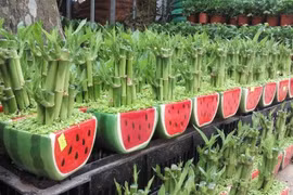 春节即将来临 太平省富贵竹种植户忙碌准备供货 
