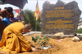  河南省三祝寺迎请圣菩提树
