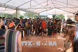 墨侬族的牛油果采收节