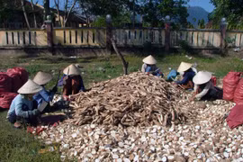 越南对韩国木薯出口额猛增
