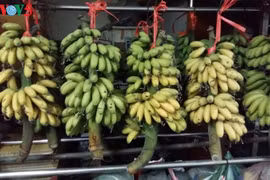 大皇村的特产贡蕉