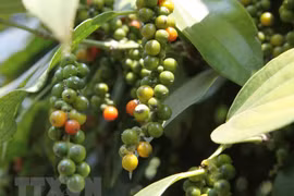 致力提升胡椒质量 改善胡椒价格下跌状况