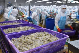 澳大利亚代表团赴越考察虾类出口生产加工情况