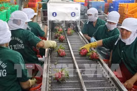 越南蔬果销往世界40个国家和地区市场