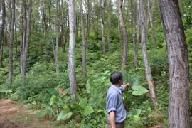 越南人工大木林面积达13万公顷