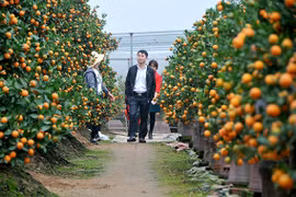  越南春节：金桔盆景畅销