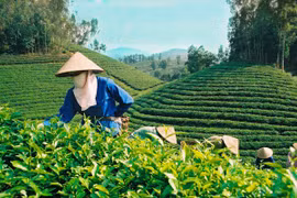 越南成为世界五大茶叶出口国