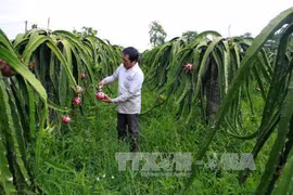 台湾企业与越南进行农业投资合作活动