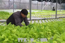 广治省投入1600多亿越盾发展高科技农业