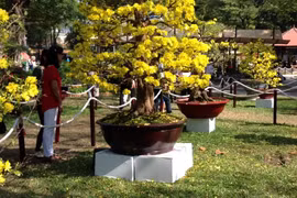 春节即将来临 富安省梅花市场升温