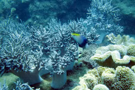 广南省努力保护海洋生物多样性