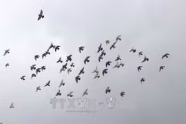 北宁省举行2000只和平鸽放飞活动
