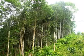 富安省人工林木材产量翻一番