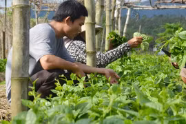 越南FLC集团拟对农业领域投资15亿美元