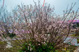 2018年安子黄梅花—樱桃花节提前两天举行