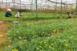 今年前6月芹苴市农业生产增长率较高