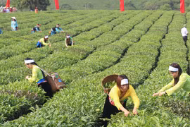 越南茶叶产品对美出口增长势头良好