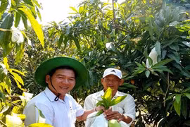 茶荣省芒果获全球良好农业操作认证 热销新加坡市场