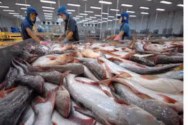 安江省查鱼产量猛增