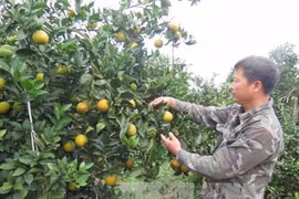 和平省将举行特色水果推介活动