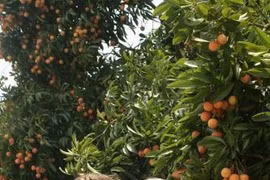 越南清河荔枝质量受瑞典驻越大使的好评