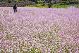 越南河江省漫山遍野的荞麦花
