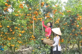 同塔省主动维护果树重点种植区