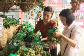龙眼采摘季节即将到来 兴安省和山罗省举行多场龙眼促销活动 