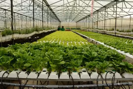 越南芹苴市与荷兰加强高科技农业合作