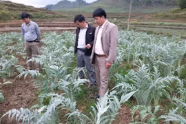河江省管簿县开发与利用药材资源来提高居民生活水平
