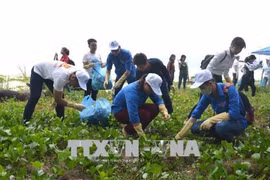 近500名青年团员参加绿色越南海洋运动