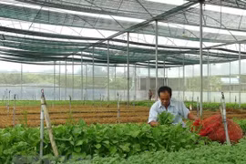 越南大力吸引对农业的投资