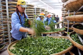 茶叶出口呈下降趋势