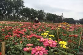 同塔省沙沥村独特花卉盆景吸引游客青睐