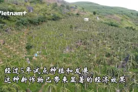 山萝省少数民族同胞靠种植火龙果脱贫致富