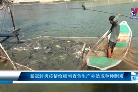 新冠肺炎疫情给越南查鱼生产业造成种种困难