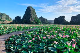 组图：宁平省在秋季盛开的荷花池令人惊叹