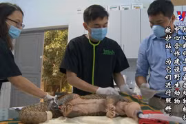 越南野生动物保护者荣获戈德曼环境奖