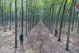 提高越南橡胶在国际市场上的竞争力