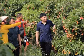 北江省为中国企业和商人在收购荔枝创造便利条件