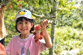 组图：城市小孩儿采摘荔枝 感受丰收的喜悦