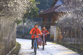 组图：奠边省芳班山谷李花怒放一树白