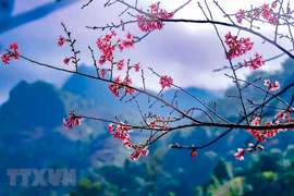 组图：相绽放的野樱花竞染红整个西北山区
